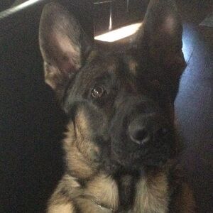 Meet your Posher, Dom